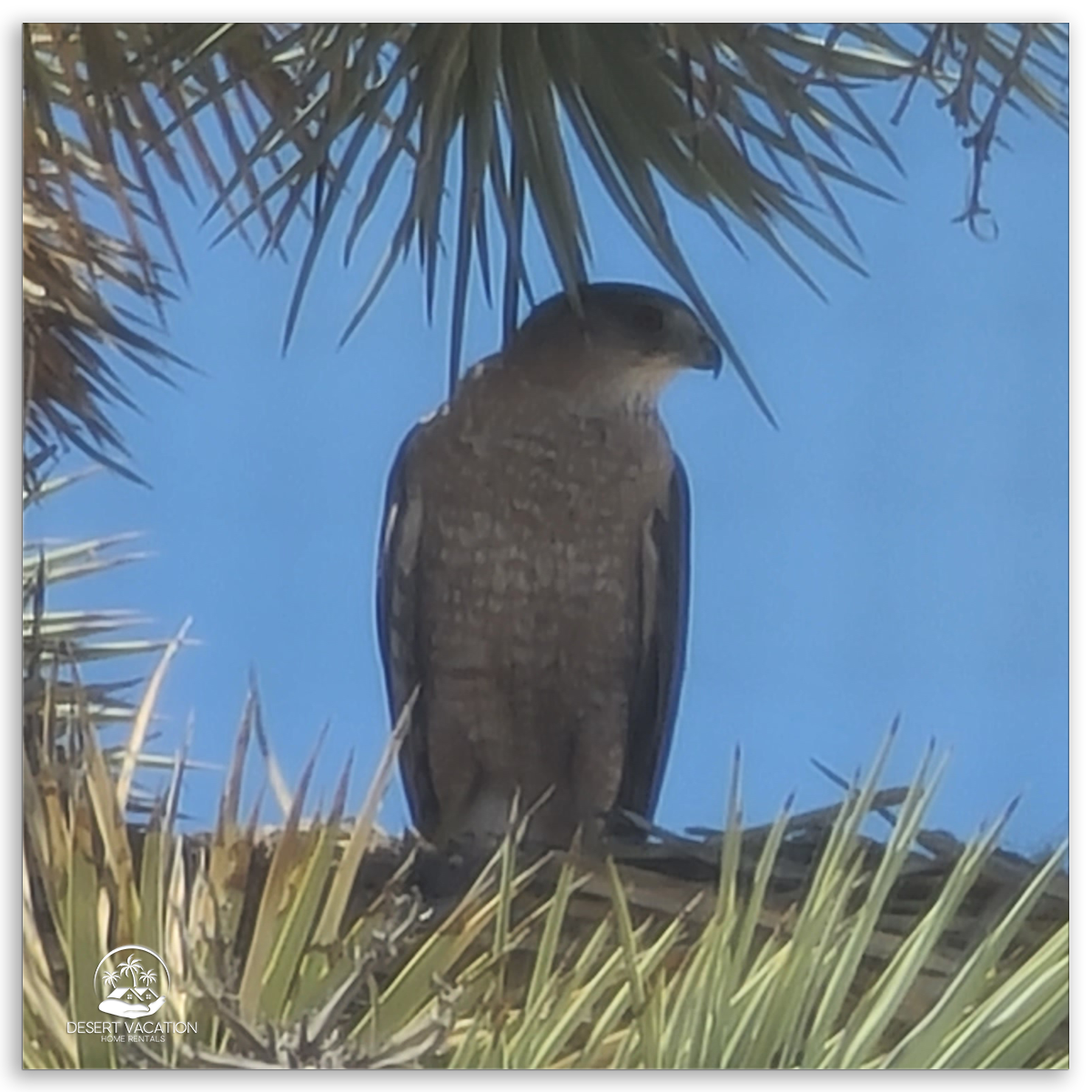 Cooper's Hawk Sitting on Joshua Tree in the Desert.