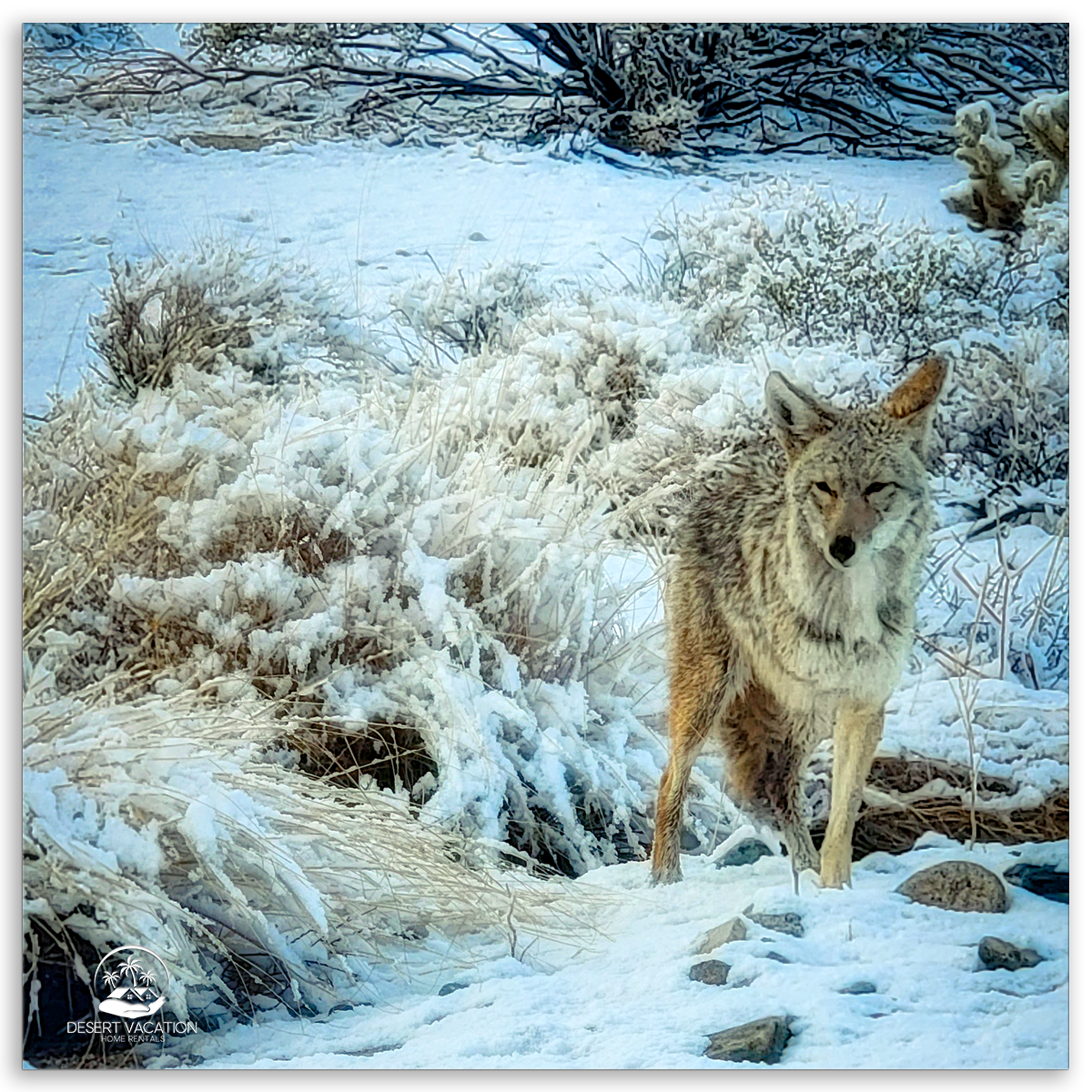 Coyote in Snow-covered Joshua Tree Landscape, Highlighting Diverse Wildlife and Seasonal Changes in California Desert.