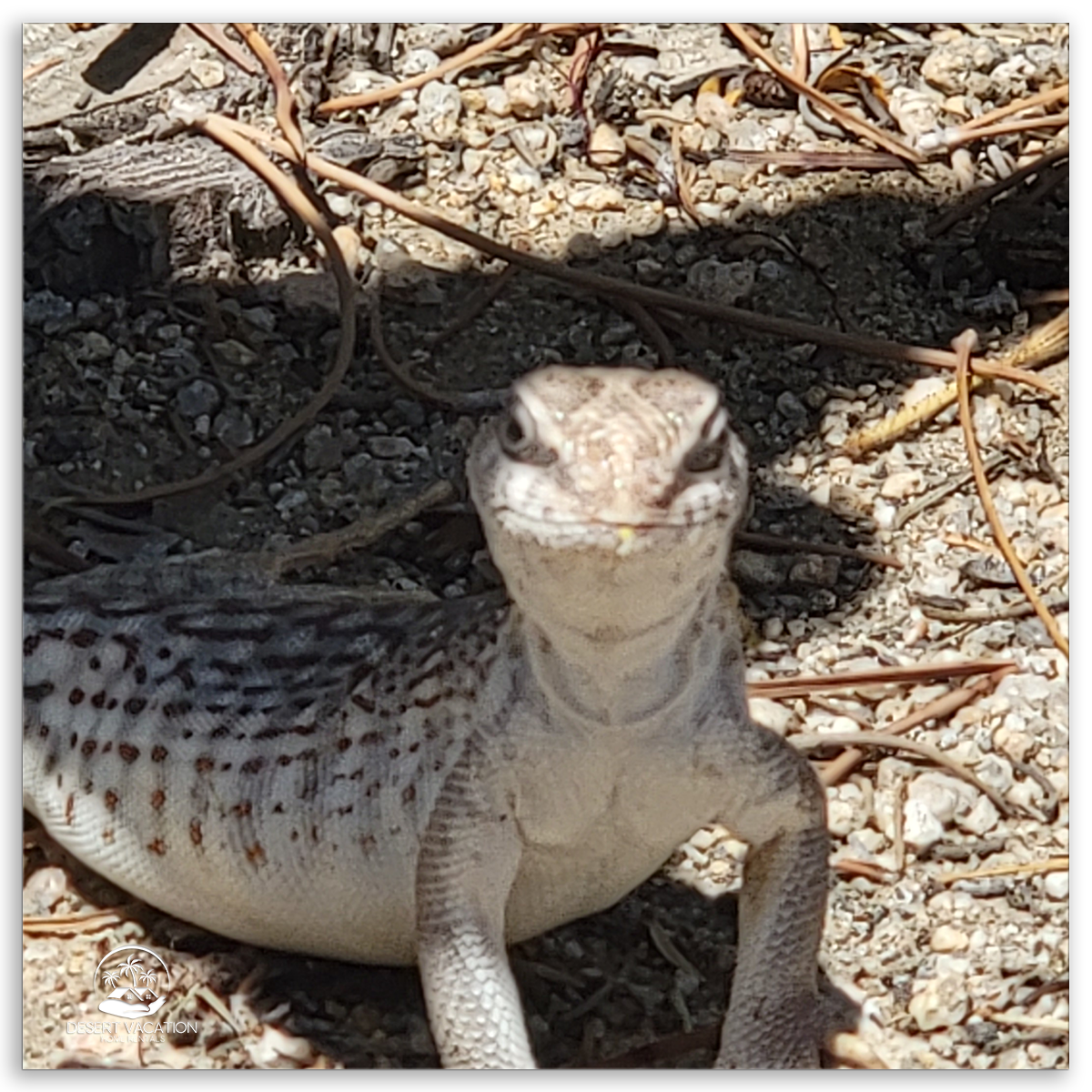 Desert Iguana Basking in the Sun on Gravel in the Desert.