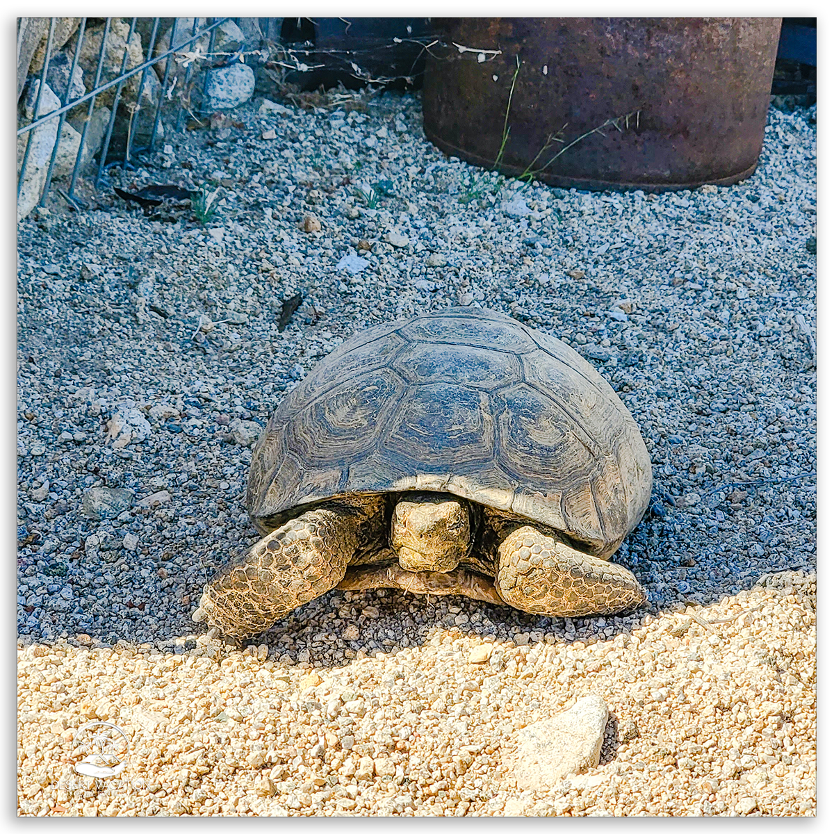 Desert Tortoise in Natural Habitat Near Joshua Tree National Park, a Highlight for Eco-friendly Wildlife Watching.