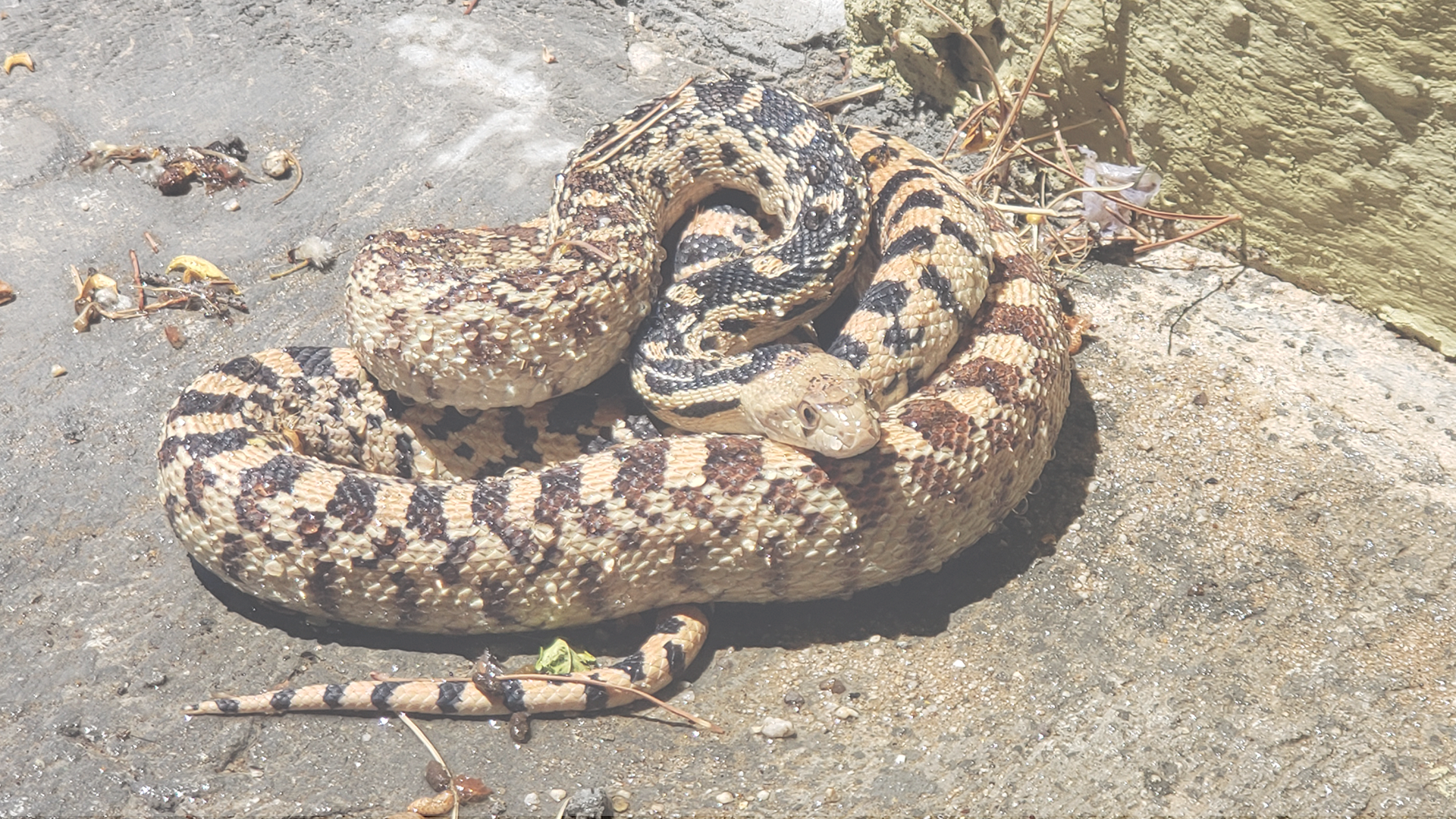 Desert Wildlife: A Closer Look at Our Wild Neighbors