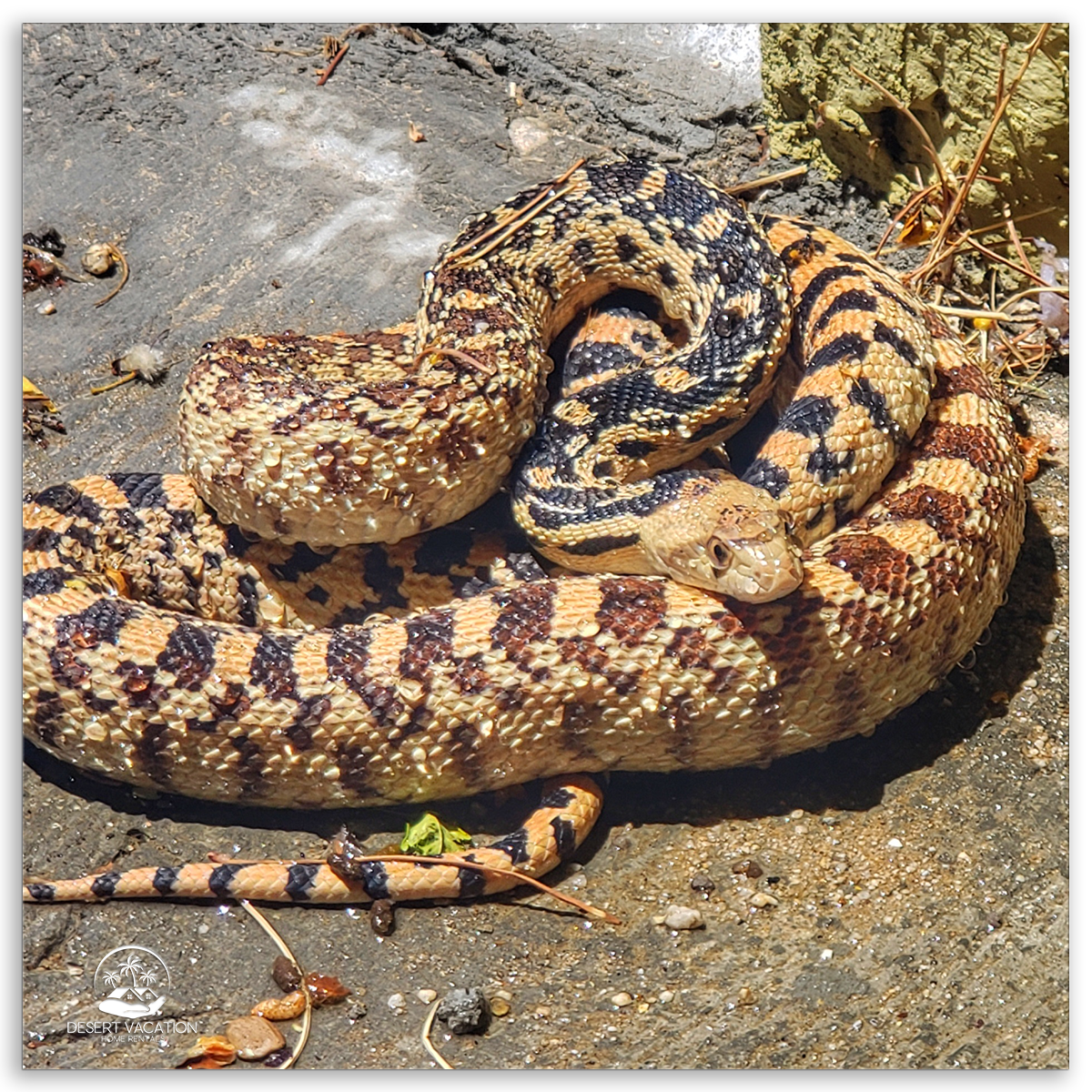 Gopher Snake Concrete in the Desert, Showcasing the Diverse and Intriguing Wildlife of the California Desert.