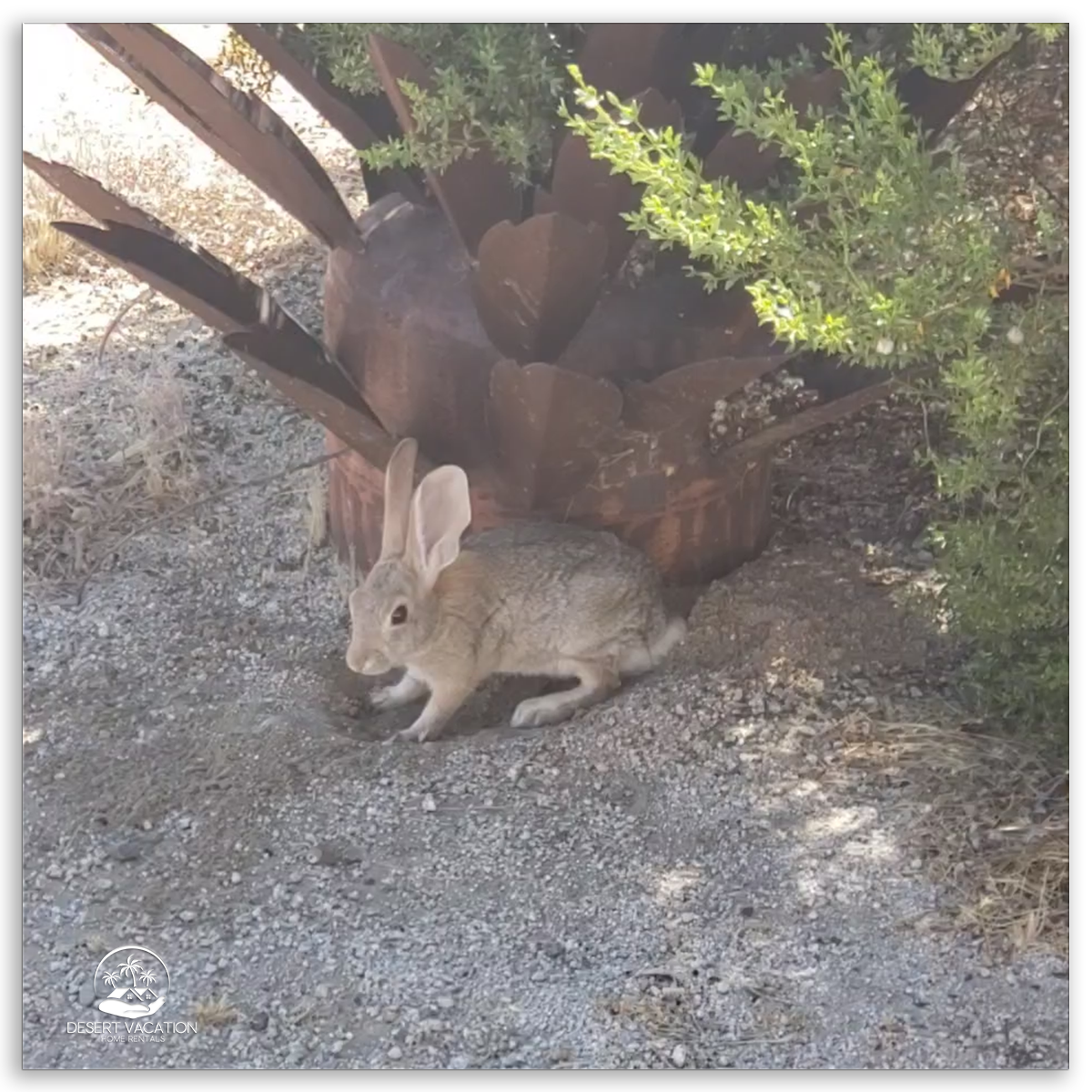 Jackrabbit Seeking Shade Under Desert Flora in the Desert, Ideal for Guests Interested in Peaceful Wildlife Encounters.