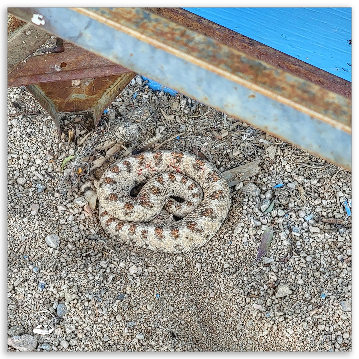 Mojave Green Rattlesnake Camouflaged in the Desert, Capturing the Raw Beauty and Danger of Desert Wildlife.