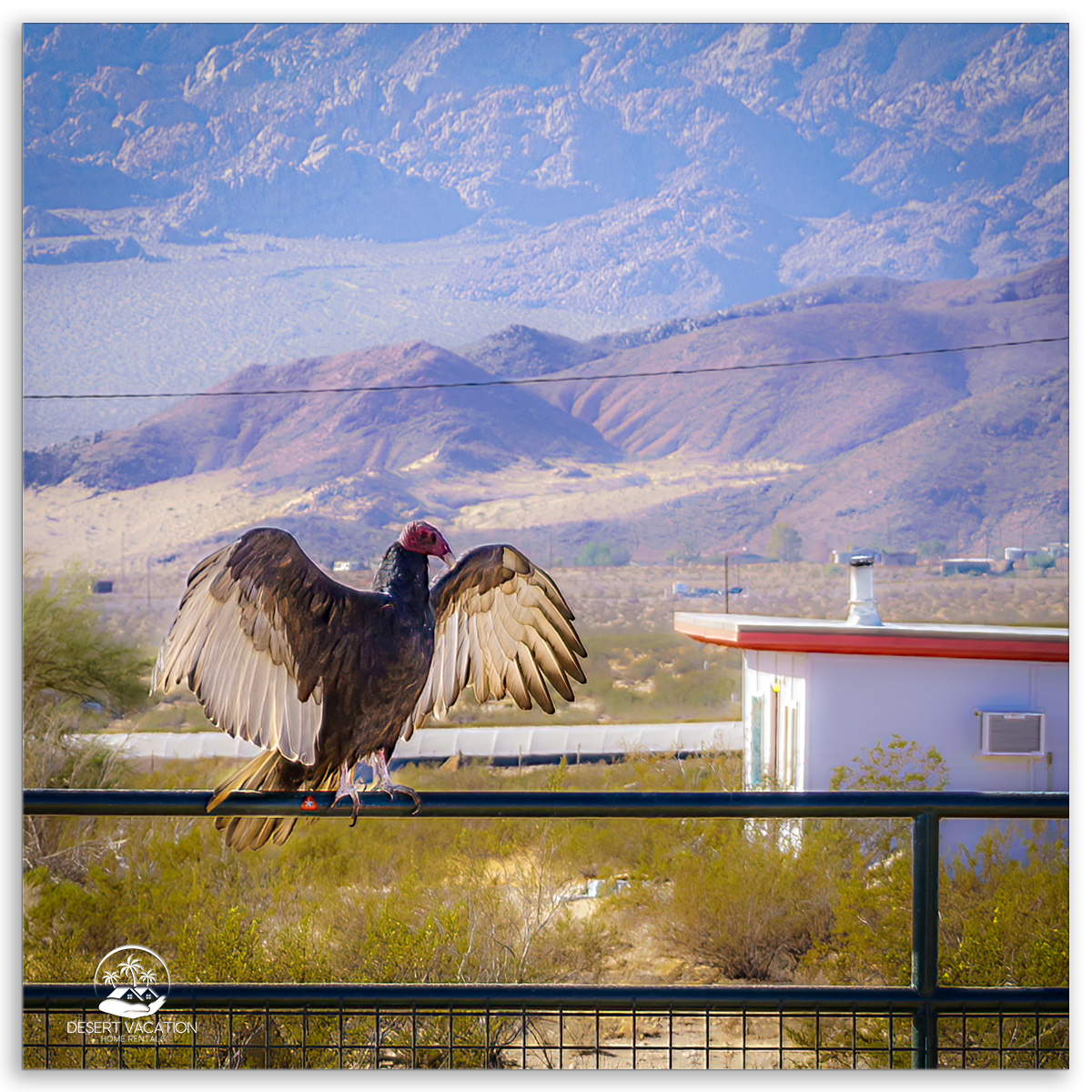 Turkey Vulture with Wings Extended in Joshua Tree, Showcasing the Spectacular Birdlife and Scenic Landscapes of the California Desert.