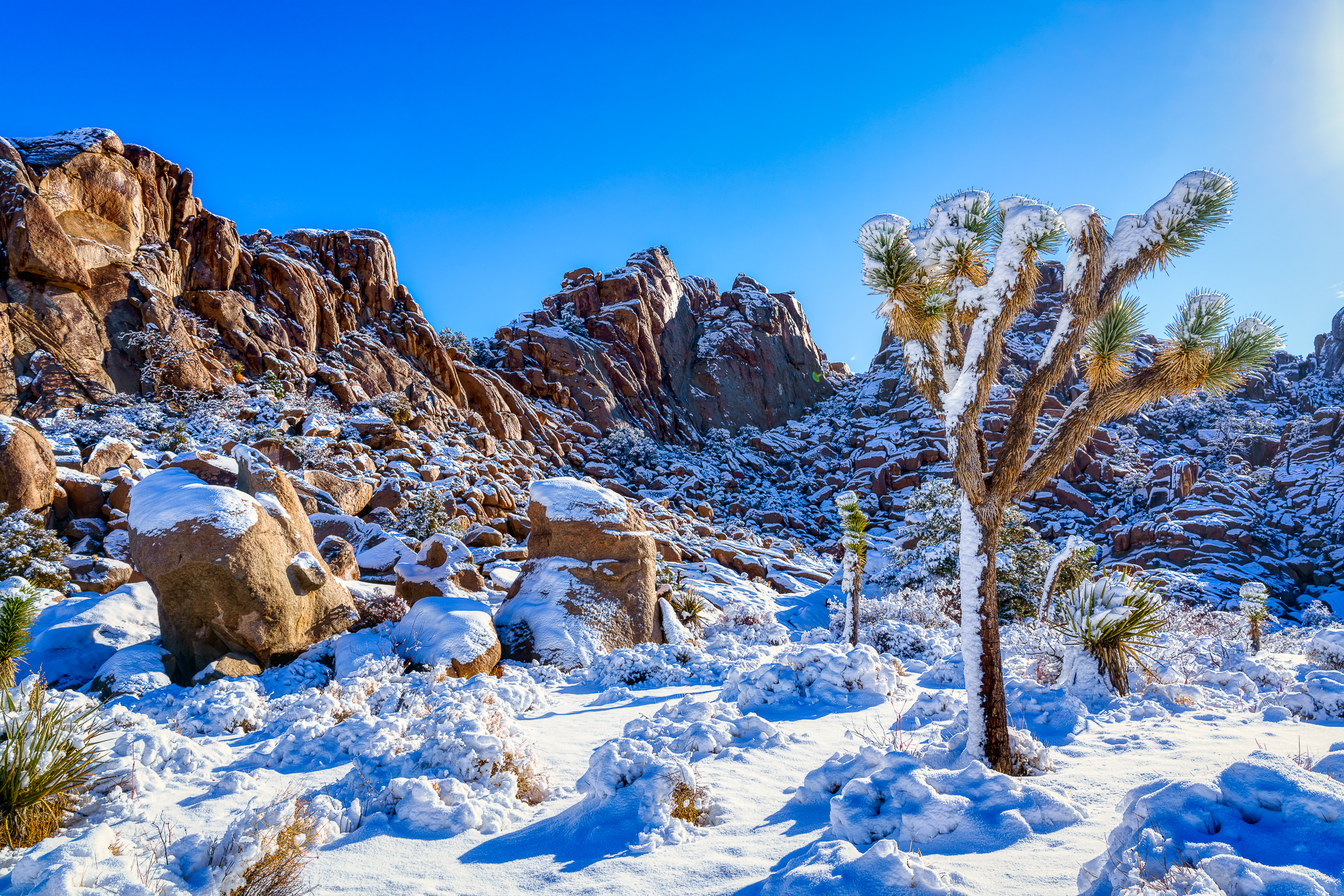 Snow-covered Joshua Trees and Granite Rock Formations in Joshua Tree National Park Under a Clear Blue Winter Sky, Showcasing a Rare Desert